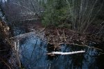 näritud puu vees
