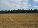 Metsad on veel rohelised