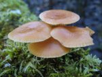 Puidu-sametkõrges Jõgeva mõisapargis, tänavu on neid vähe näha