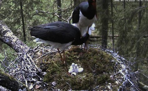 Two month ago, Mr Mid hatched