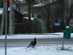 Laupäeval 25.01.15 oli metsisekukk Tõrvas, Valga ja Karja tn. ristmikul - 2