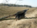 Põlluvahelisel pajul oli keegi hiiri „vardasse“ ajanud. Kes selliste asjadega tegeleb?