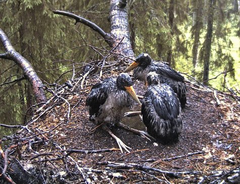 Flood in nest