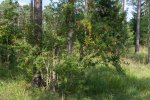 kukerpuu 3