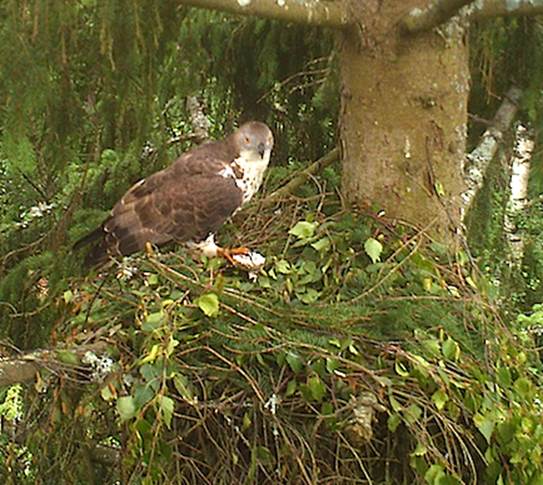 ulo bird camera