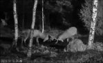 Hirvecam 131215-2