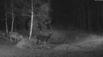 hirvecam 301114