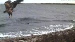 Nagu pildilt näha teeb oma jahiharjutusi päris noor merikotkas