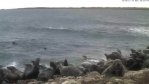 hülgecam 141115