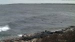 Õhtul hakkasid hallhülged kaldale „tormivarju“ kogunema, ööseks on oodata tuult pea 20 m/s