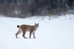 Ilves