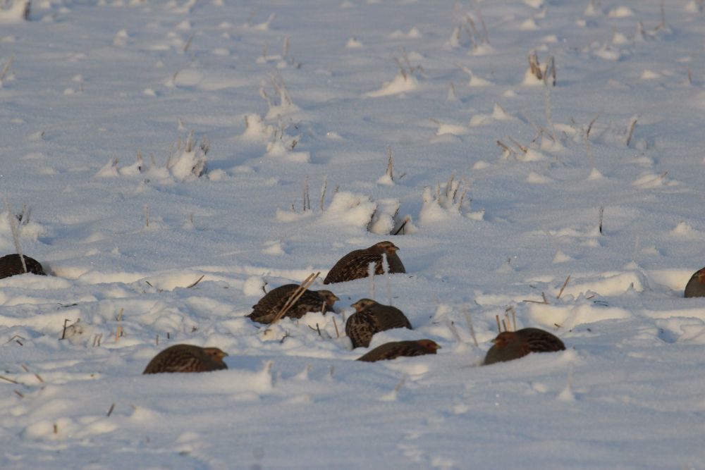 Какие птицы ночуют зарывшись в снег. Рябчик в снегу. Куропатки под снегом. Куропатки зимой под снегом. Птицы ночующие в снегу.