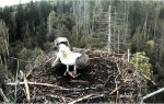 Kotkapoeg Joosepi toodud kalaga