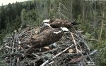 Muna pesaveerele tõstetud nagu „peitepilt“: emaslinnu taga ja isaslind muna vaatamas