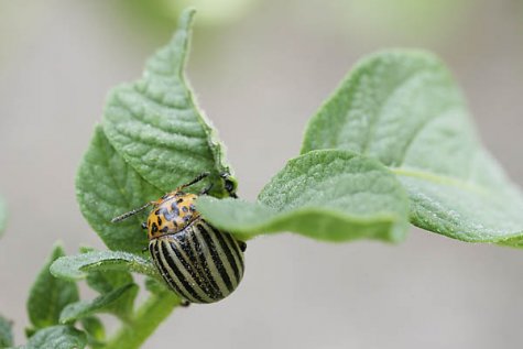 http://www.looduskalender.ee/sites/default/files/images/kartulimardikas060728aa046.preview.jpg