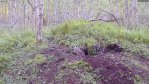 Mägramamma uurib pärast kaamerapaigaldajate lahkumist pesaümbrust…