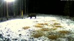 Osad kuldid pole enam emistega karjas - pilt 1