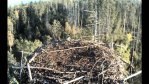 Kalakotka pesa on tühjaks jäänud, aga uudistaja on juba kohal – meie tuleva aasta lind