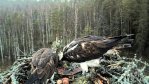 Perekond vist planeerib pere suurust