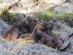 Paari-kolme päevased põdravasikad