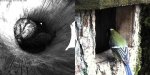 Rasvatihasest külaline – kuidas Teil läheb?