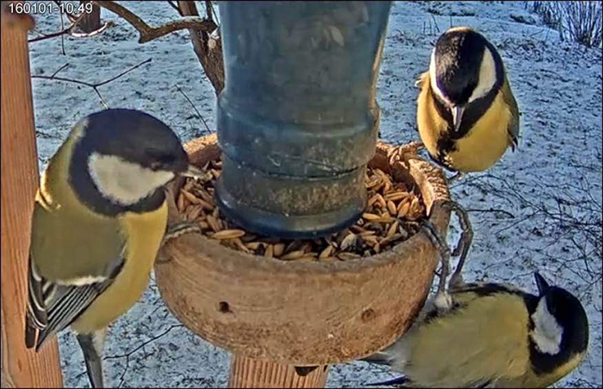 Winter Bird Feeder Camera – Great tit