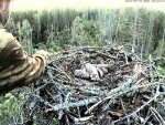 Täna rõngastas Urmas vaid ühe kalakotkapoja