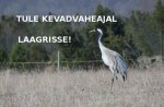 PLAKAT, Silma Õpikoda, sookurg