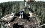 Kes sööb see jõuab….