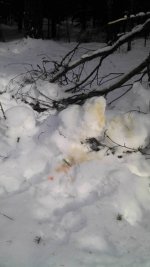 Hundipulma tunnusmärgid teepervel
