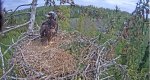 Kotkapoja uued rõngad
