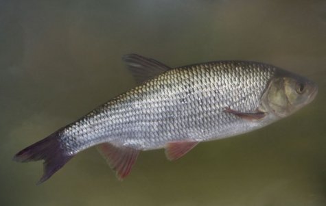 Säinas